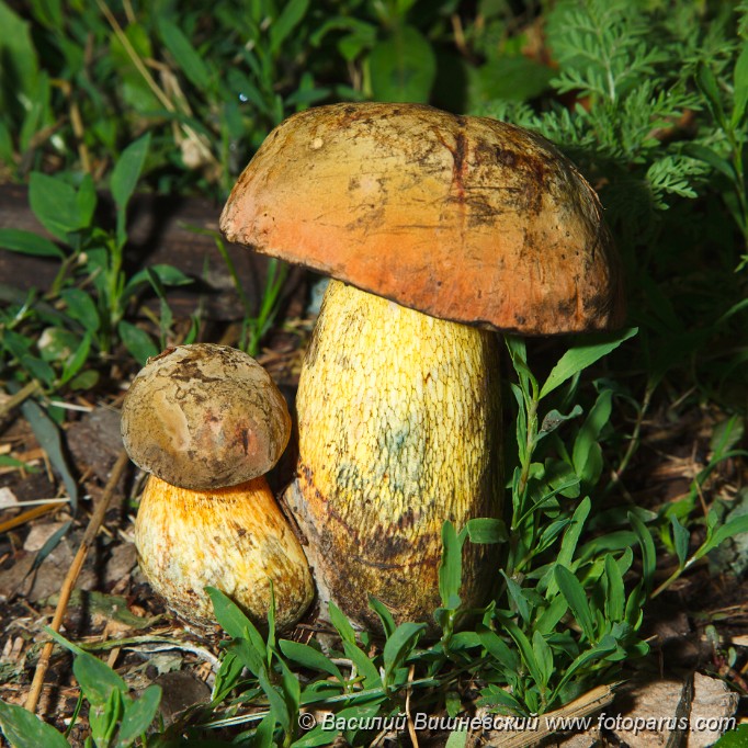 Boletus_satanas_2010_0611_2100.jpg - Гриб в естественно стреде. Edible fungi growing on the earth in the wild nature.