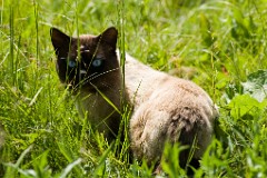 2008_0619Felis_catus1314