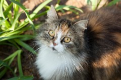 2009_0511Felis_catus0855