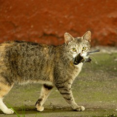 2009_0708Felis_catus1528-2