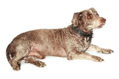 Canis_familiaris2012_0529_1713