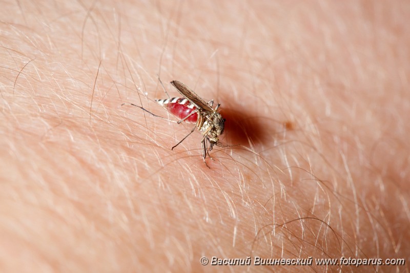 Culex_pipiens_2010_0504_2025.jpg - Комар обыкновенный, комар-пискун, пьет кровь. gnat, northern house, Mosquito. Female Mosquito (Culex pipiens) feeding on a human arm.