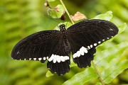 1_1_Papilio_polytes