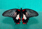 1_1_Papilio_rumanzovia