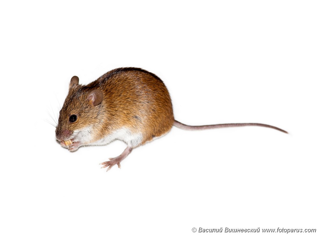 PHOTOS/Mammals/RODENTS Striped Field  Mouse/2009_0712Apodemus_agrarius1514_isolated