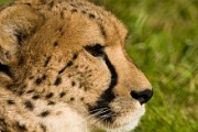 CARNIVORA_Cheetah