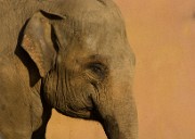ELEPHANTS_Asian_Elephant