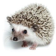 INSECTIVORES_African_pygmy_hedgehog
