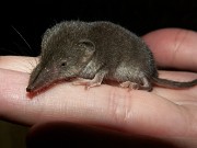 INSECTIVORES_Lesser_White-toothed_Shrew