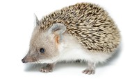 INSECTIVORES_Long-eared_hedgehog