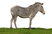 PERISSODACTYLA_Imperial_Zebra