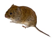 RODENTS_Bank_Vole