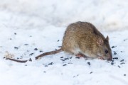 RODENTS_Brown_Rat