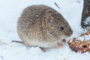 RODENTS_Common_Vole
