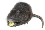 RODENTS_Nutria