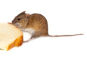 RODENTS_Striped_Field_Mouse