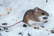 RODENTS_Ural_Field_Mouse