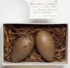 eggs_museum_Gavia_arctica201009151347