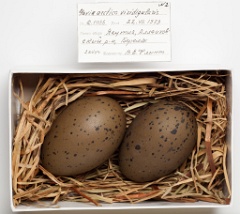 eggs_museum_Gavia_arctica201009151354