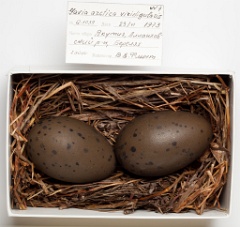 eggs_museum_Gavia_arctica201009151355