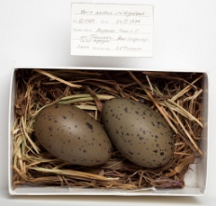 eggs_museum_Gavia_arctica201009151358