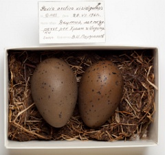 eggs_museum_Gavia_arctica201009151359
