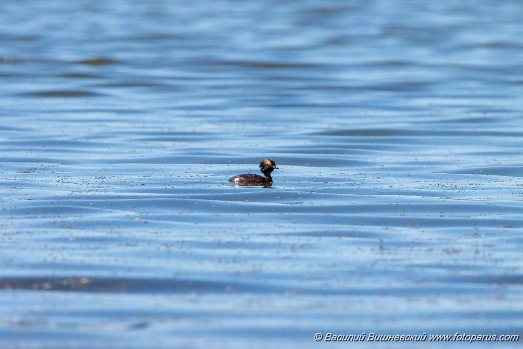 Podiceps_auritus_2020_0624_1531.jpg - Поганка красношейная. Slavonian Grebe (Podiceps auritus). Бисеровский рыбхоз, Московская область. Moscow region, Russia.