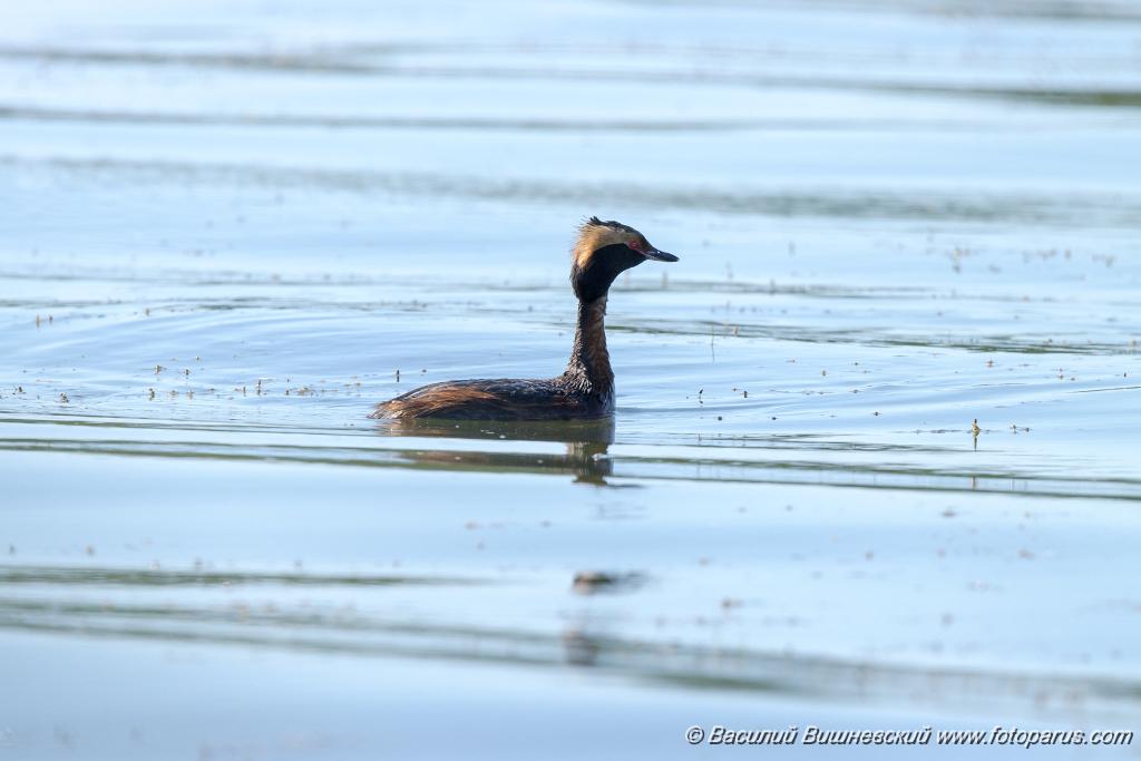 Podiceps_auritus_2020_0624_1537.jpg - Поганка красношейная. Slavonian Grebe (Podiceps auritus). Бисеровский рыбхоз, Московская область. Moscow region, Russia.