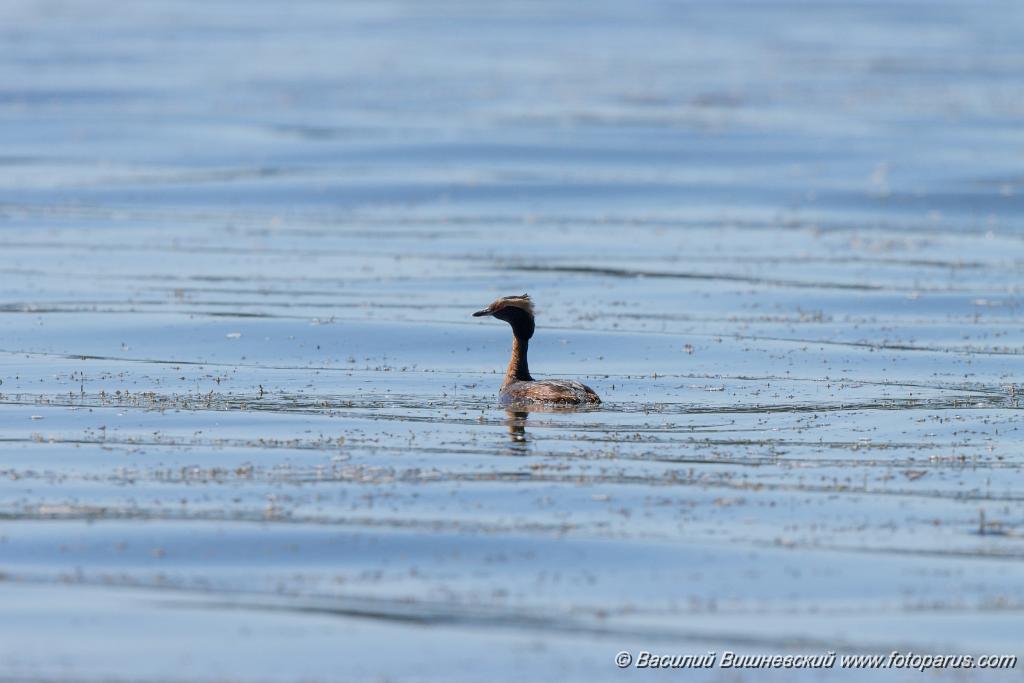 Podiceps_auritus_2020_0624_1539.jpg - Поганка красношейная. Slavonian Grebe (Podiceps auritus). Бисеровский рыбхоз, Московская область. Moscow region, Russia.