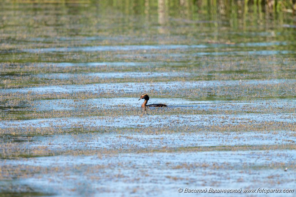 Podiceps_auritus_2020_0624_1613.jpg - Поганка красношейная. Slavonian Grebe (Podiceps auritus). Бисеровский рыбхоз, Московская область. Moscow region, Russia.