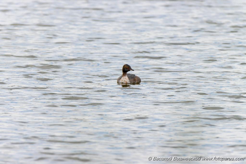 Podiceps_auritus_2020_0726_1314-2.jpg - Поганка красношейная. Slavonian Grebe (Podiceps auritus). Бисеровский рыбхоз, Московская область. Moscow region, Russia.