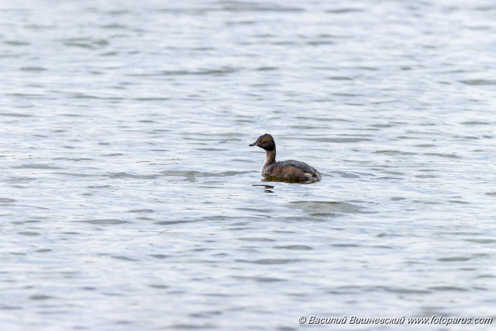 Podiceps_auritus_2020_0726_1314.jpg - Поганка красношейная. Slavonian Grebe (Podiceps auritus). Бисеровский рыбхоз, Московская область. Moscow region, Russia.
