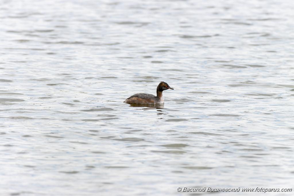 Podiceps_auritus_2020_0726_1315.jpg - Поганка красношейная. Slavonian Grebe (Podiceps auritus). Бисеровский рыбхоз, Московская область. Moscow region, Russia.