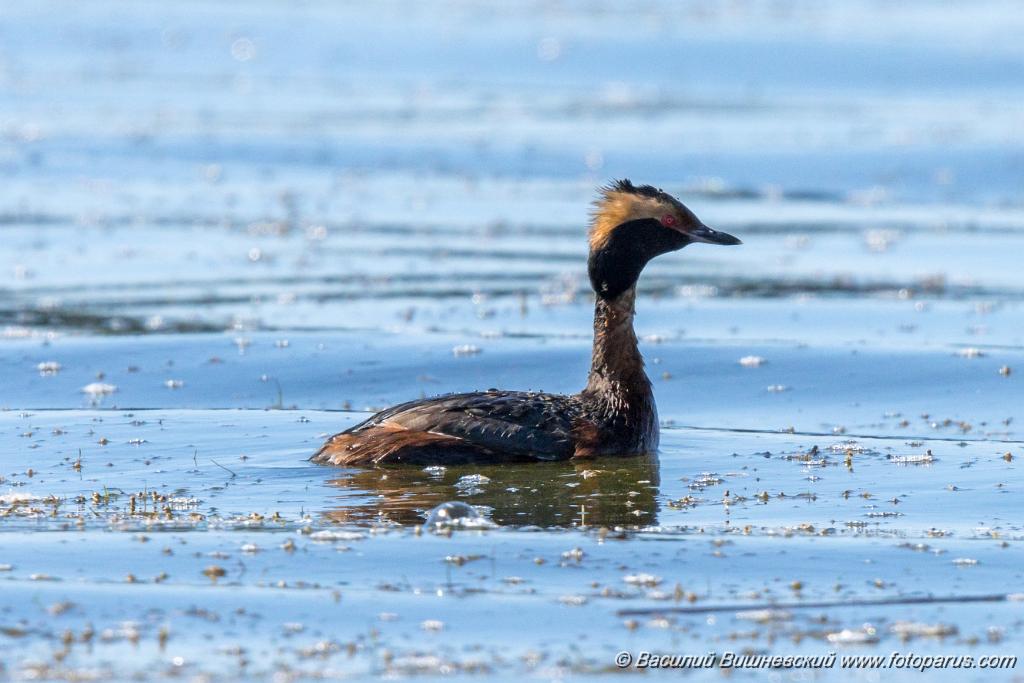 album_cover_Podiceps_auritus_2020_0624_1538.jpg - Поганка красношейная. Slavonian Grebe (Podiceps auritus). Бисеровский рыбхоз, Московская область. Moscow region, Russia.