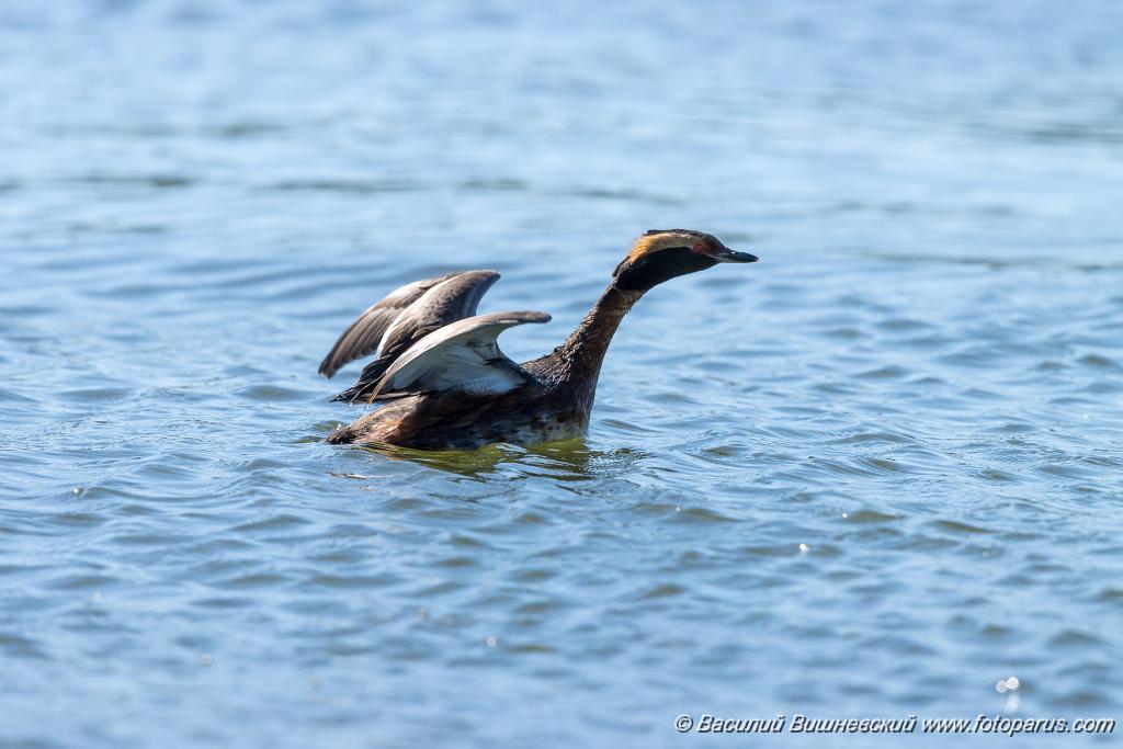 birds_flying_up_Podiceps_auritus_2020_0624_1537-3.jpg - Поганка красношейная. Slavonian Grebe (Podiceps auritus). Бисеровский рыбхоз, Московская область. Moscow region, Russia.