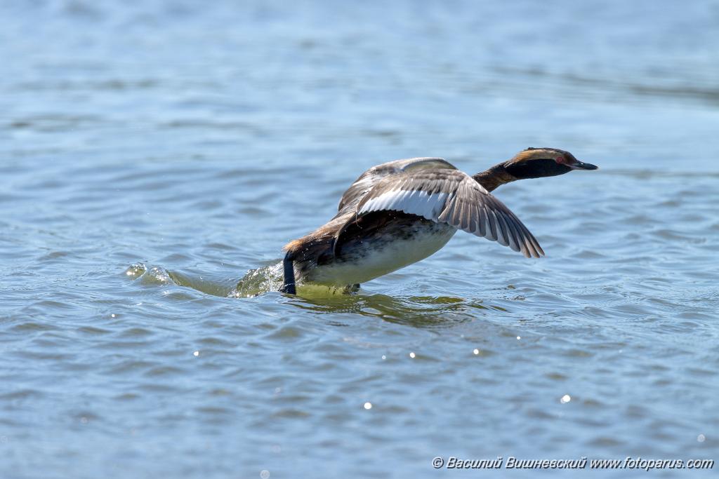 birds_flying_up_Podiceps_auritus_2020_0624_1537-4.jpg - Поганка красношейная. Slavonian Grebe (Podiceps auritus). Бисеровский рыбхоз, Московская область. Moscow region, Russia.
