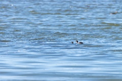 Podiceps_auritus_2020_0624_1449
