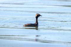 Podiceps_auritus_2020_0624_1537