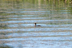 Podiceps_auritus_2020_0624_1613