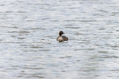 Podiceps_auritus_2020_0726_1314-2