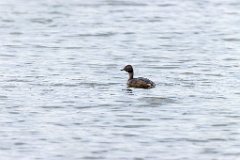 Podiceps_auritus_2020_0726_1314