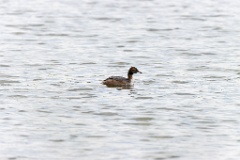 Podiceps_auritus_2020_0726_1315