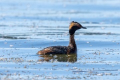 album_cover_Podiceps_auritus_2020_0624_1538