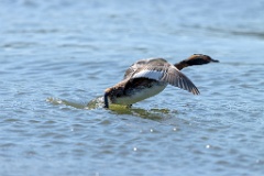 birds_flying_up_Podiceps_auritus_2020_0624_1537-4