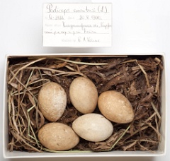eggs_museum_Podiceps_auritus201009151511