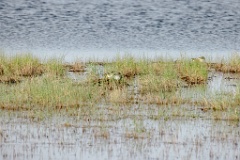 nest240604Podiceps_cristatus_2024_0604_1804