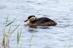 0_Podiceps_grisegena_2024_0421_1228-6