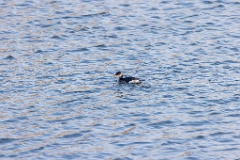 Podiceps_grisegena_2022_0112_1437-2