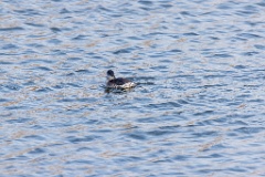 Podiceps_grisegena_2022_0112_1437