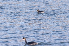 Podiceps_grisegena_2022_0112_1438